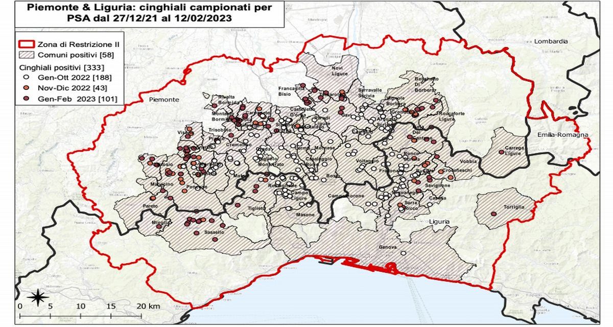 Peste Suina Continua Lallarme Otto Nuovi Casi Tra Basso Piemonte E